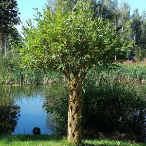 Pletená vŕba americká (Salix) - výška 110-130 cm, kont. C5L